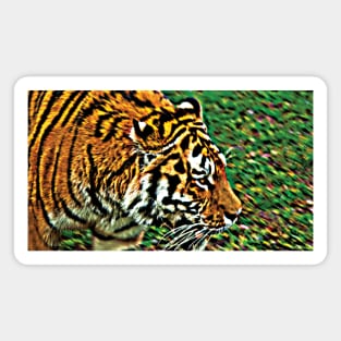 Tiger Bright - a prowling Amur tiger Magnet